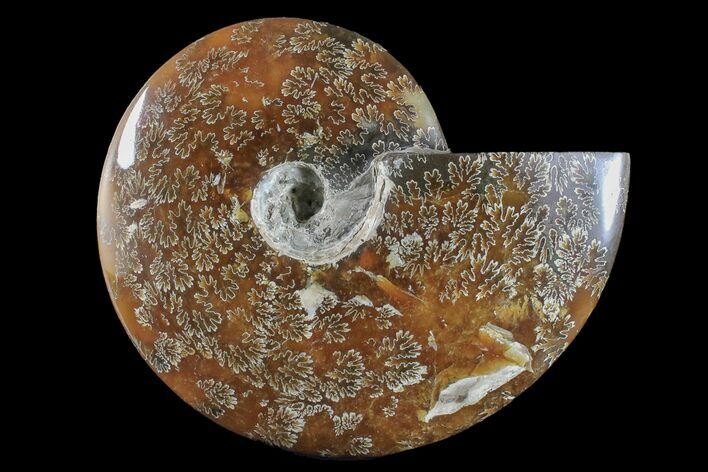 Polished Ammonite (Cleoniceras) Fossil - Madagascar #166401